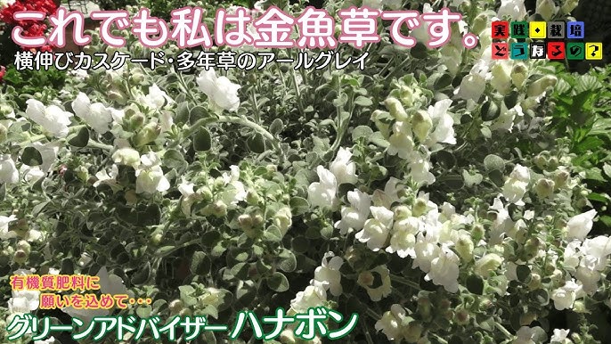 キンギョソウ 金魚草 の花言葉は？種類や育て方もまとめて解説胡蝶蘭・スタンド花のプレミアガーデン