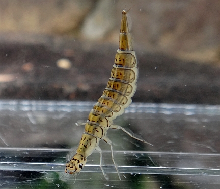 飼育方法 アメンボを繁殖させてみた水たまりクラブ