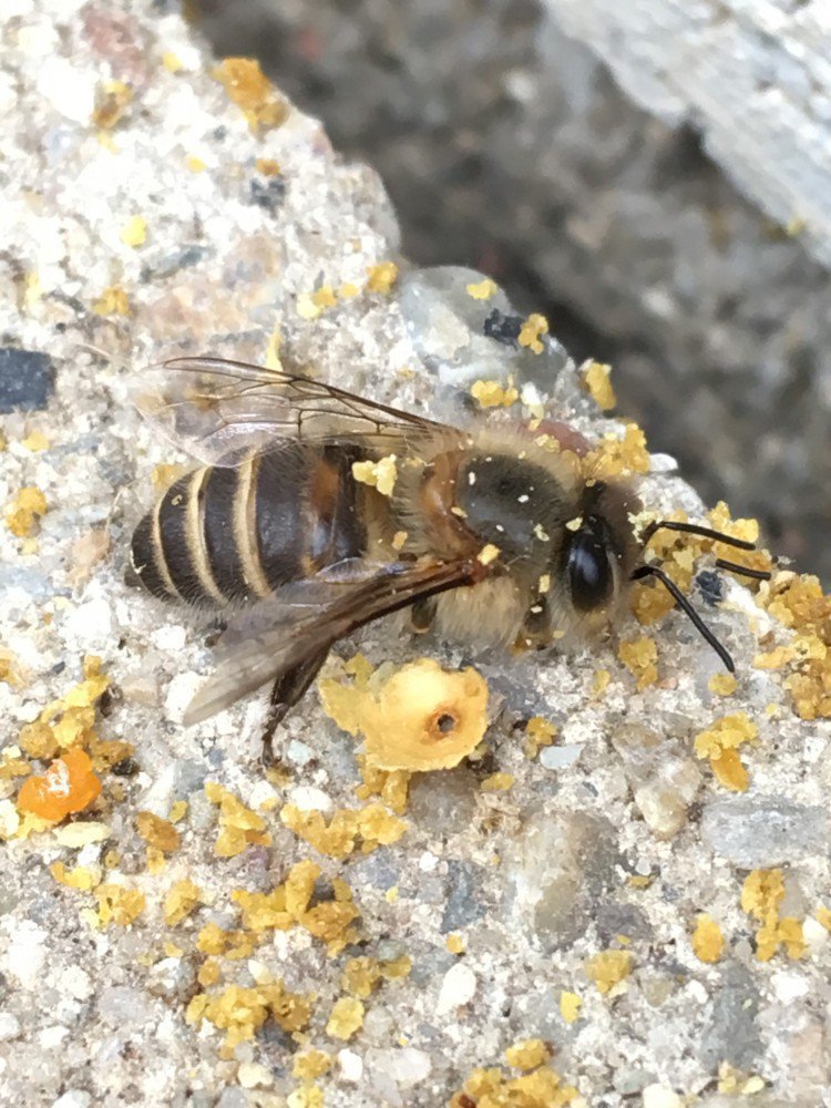 2025春 今季の分蜂状況にほんみつばちと愉飼な仲間 byみつばちとマーヤ
