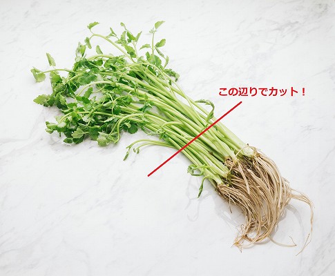 捨てたらもったいない！せりの根っこの洗い方とおいしい食べ方をプロが解説 - macaroni