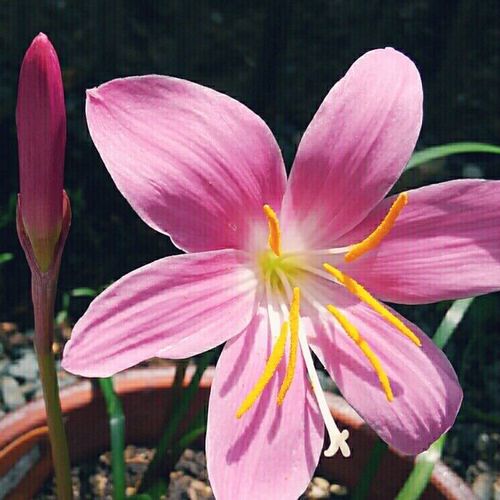 ゼフィランサス特徴と品種、育て方 - ガーデニングの図鑑