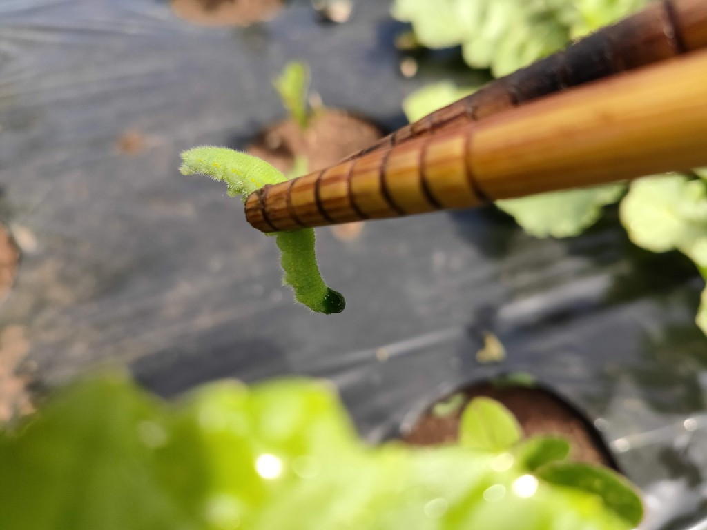 家庭菜園の強い味方「手作り防虫スプレー8選」カメムシ、アオムシ、コナガ、アブラムシ対策に！カジトラ