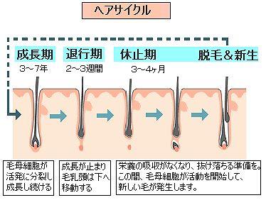 ヘアサイクルが回復する期間はどのくらい？正常に戻す方法とは？駅前AGAクリニック 新宿、北千住、大阪、京都、岡山、鹿児島など
