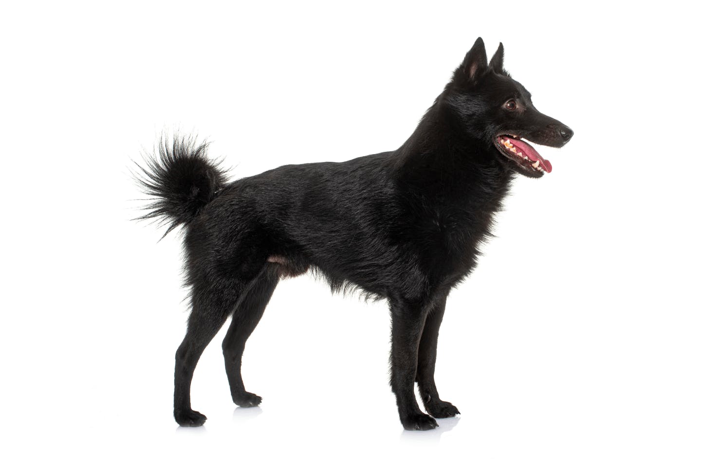 スキッパーキの性格や飼い方のコツ、なりやすい病気まで全部紹介！ペット保険のアイペット損保