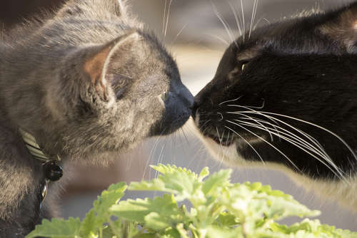 猫が鼻キスをする理由は？鼻チューの気持ちや感染症の注意点、嫌がる理由も解説ペトコト PETOKOTO
