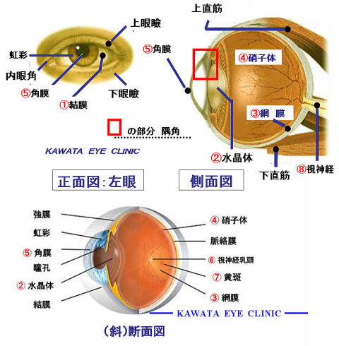 目の構造図 線画モノクロ 文字ありのイラスト素材101544902- PIXTA