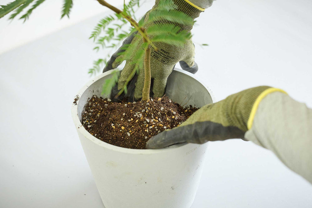 初めてでも大丈夫！〝観葉植物の植え替え〟基本の4ステップDomani