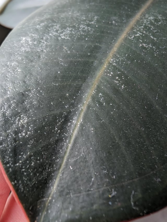 ゴムノキの赤斑病の治療方法は