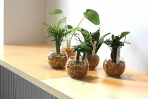 ハイドロカルチャーの植え替え時期を見極める方法や植え替え方法を解説！ – 東京寿園
