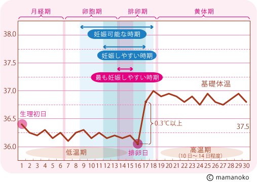 安全日と危険日っていつのこと？妊娠の確率は？排卵の仕組みを知ろう！札幌市の婦人科「ネオクリニック」
