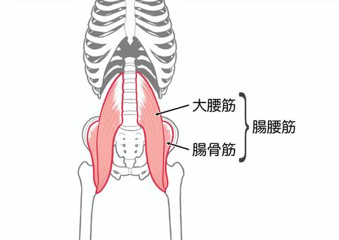 姿勢も腰痛も改善！腸腰筋を目覚めさせる美しさを満たす美容コラム特集 belta piu ベルタピウライスフォース＜公式＞オンラインショップ「今こそ本質的な美しさへ」