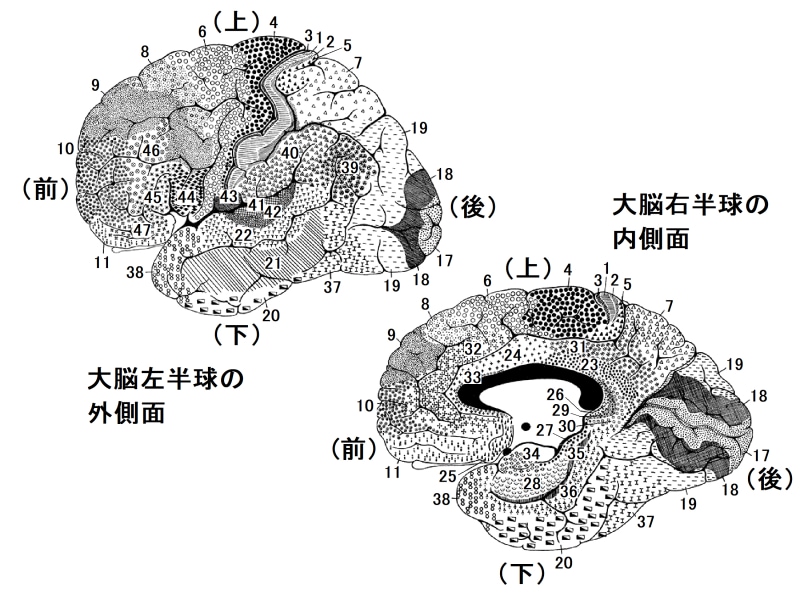 ペンフィールドのホムンクルス 美容鍼名張市整骨院やすらぎ