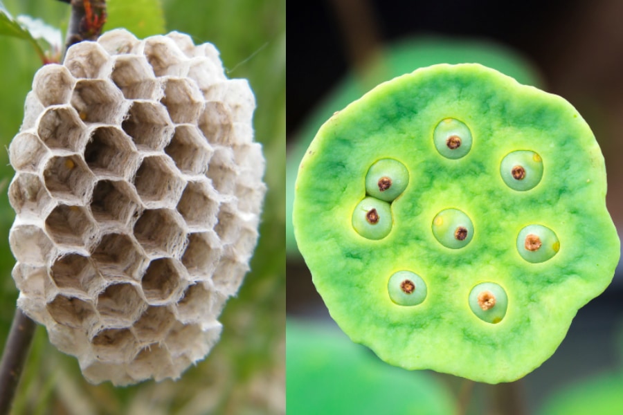 鳥肌 コイがたくさん、かわいいね 蓮コラ・トライポフォビアゲーム実況by癒しのあいろん雑学ゲーム実況ゲーム実況アンテナ