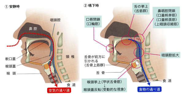 摂食・嚥下障害日本スリービー・サイエンティフィック