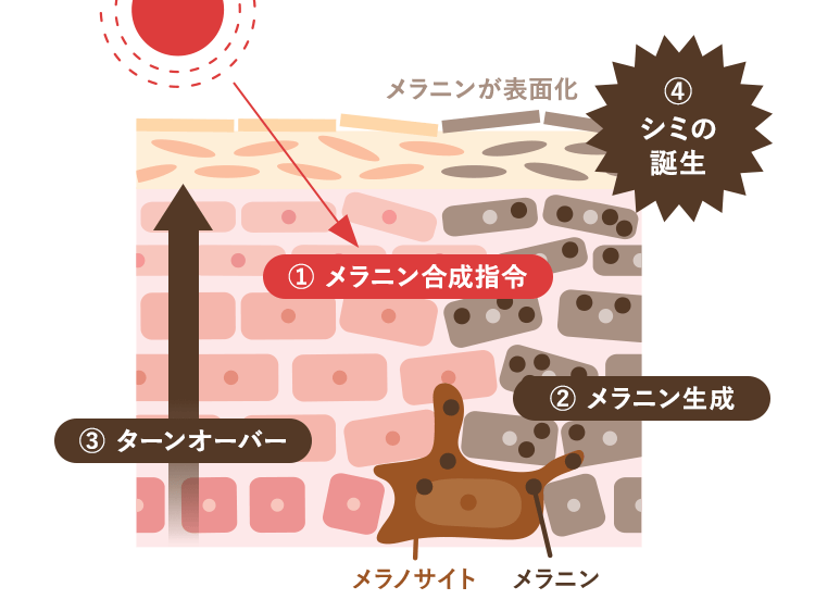 最新 肌を白くするには？白さを失う原因と取り戻す方法美白コスメ・サプリ美的.com