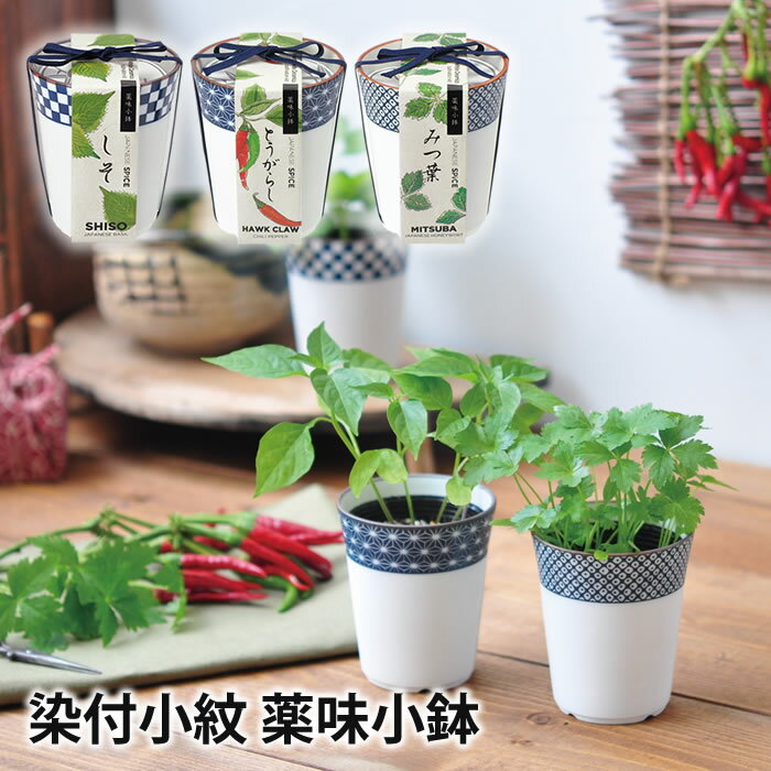 シソの葉、大葉を水耕栽培で育てる方法は