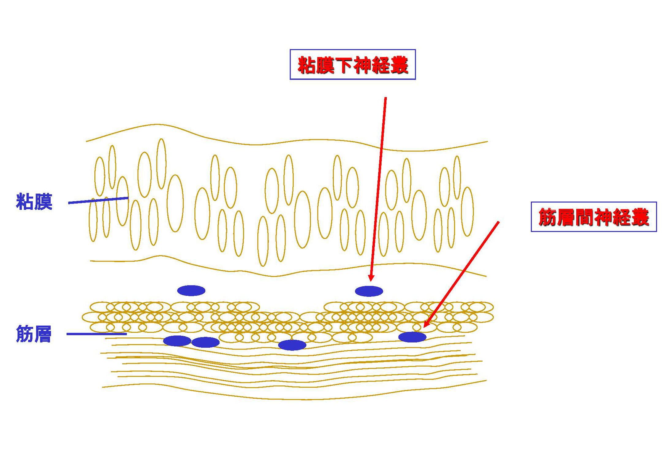 消化管の構造と機能消化吸収看護roo! カンゴルー