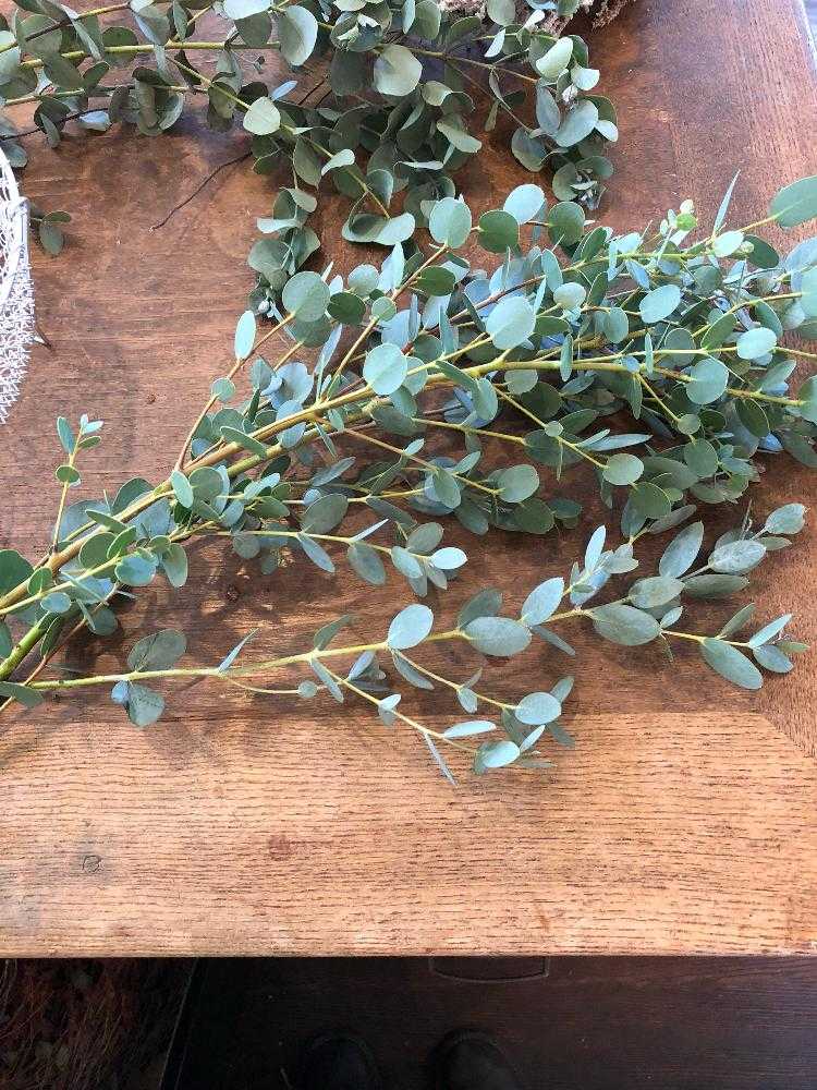 ユーカリのドライフラワーリースの作り方 100均ワイヤーやグルーガンを使って手作りリース雪見日和