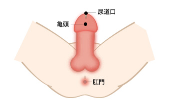 尖圭コンジローマの症状解説と感染経路男性の性病検査-ゲーテクリニック