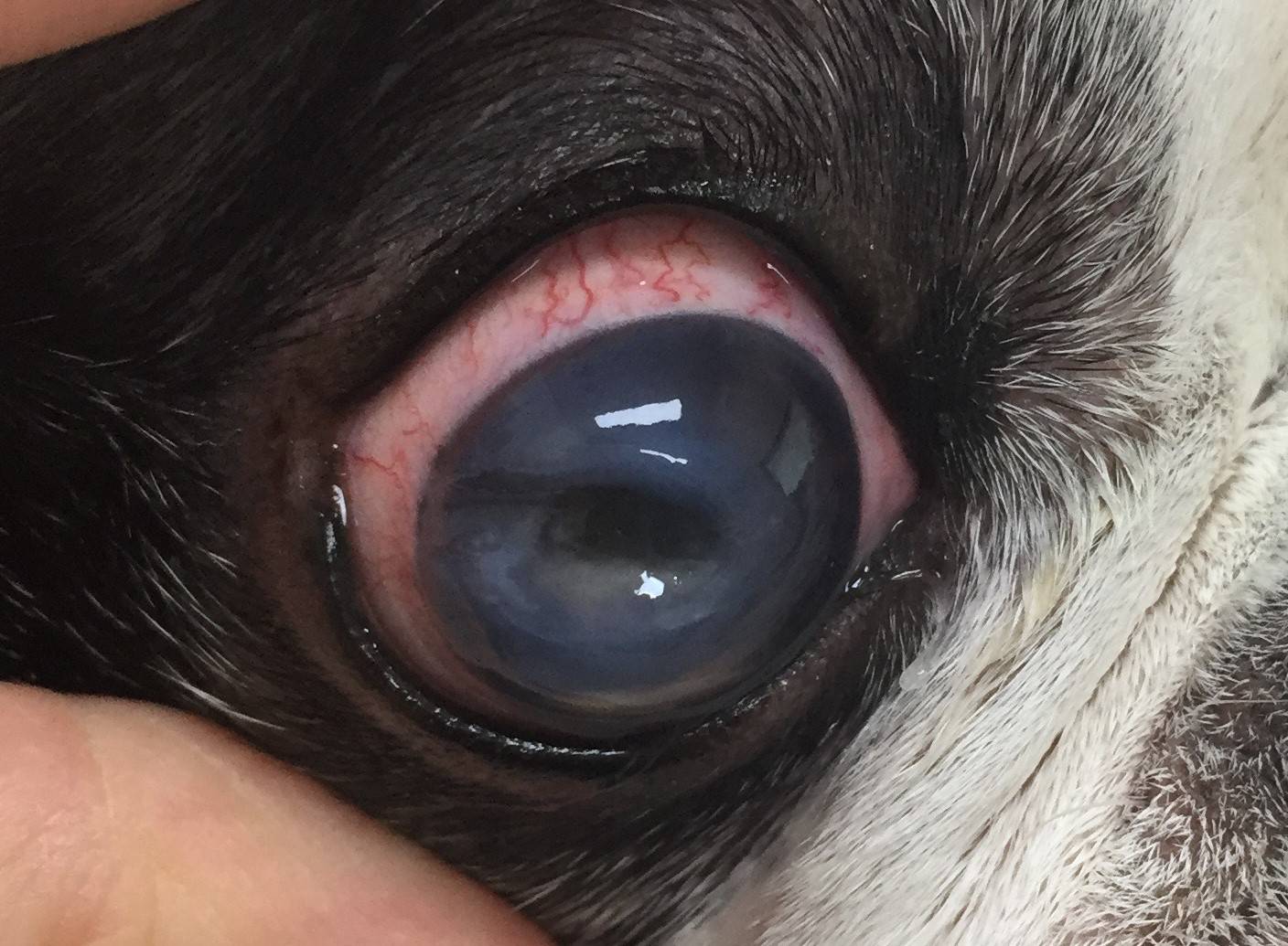 血が止まらない！ - どうぶつ病院京都 桂 旧名称：動物病院京都 西京桂院