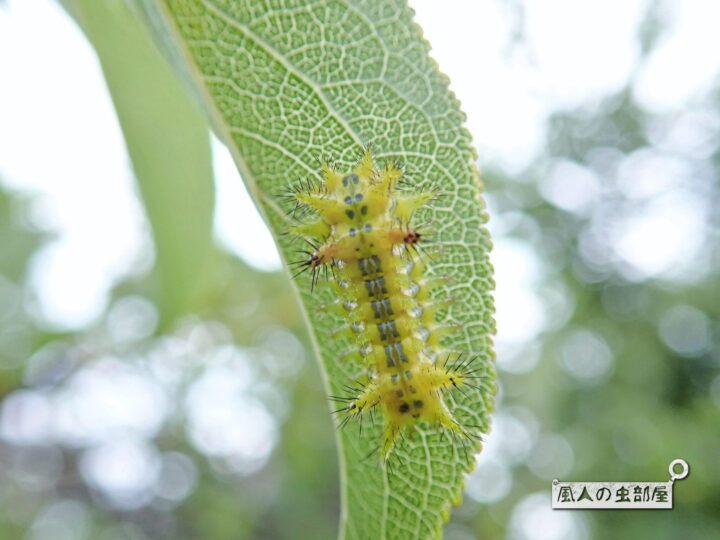 チャドクガに要注意！毛虫皮膚炎の治療や予防を専門医が解説します - 巣鴨千石皮ふ科
