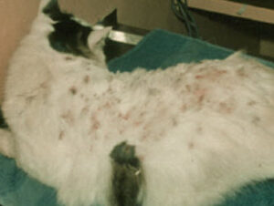 ノミ駆除尼崎市でノミ駆除ならトータルクリーン