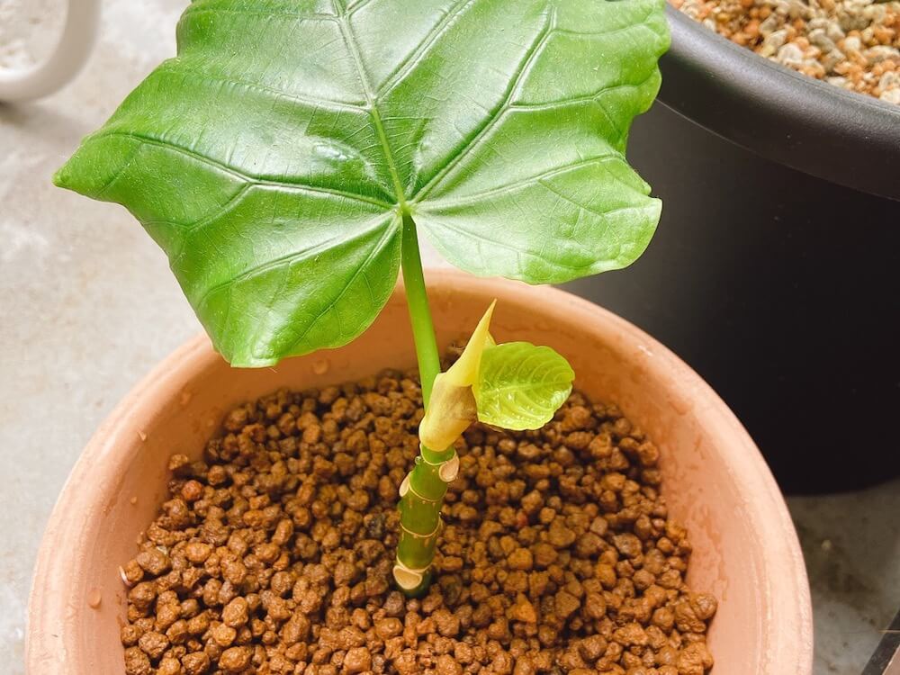 挿し木の観察 ウンベラータ栽培自由研究OATアグリオ栽培メディア