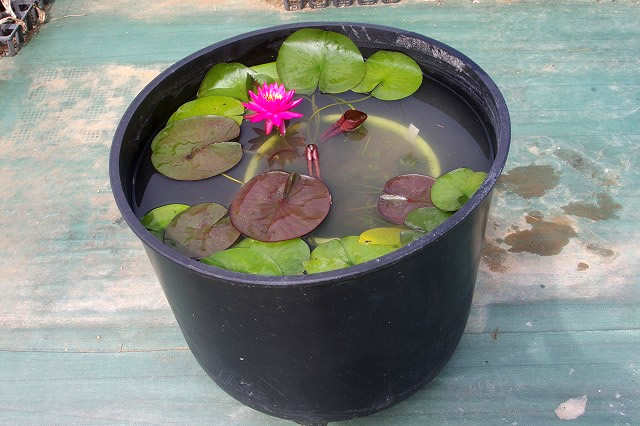 ビオトープを始めよう～温帯性スイレンにチャレンジ～チャーム