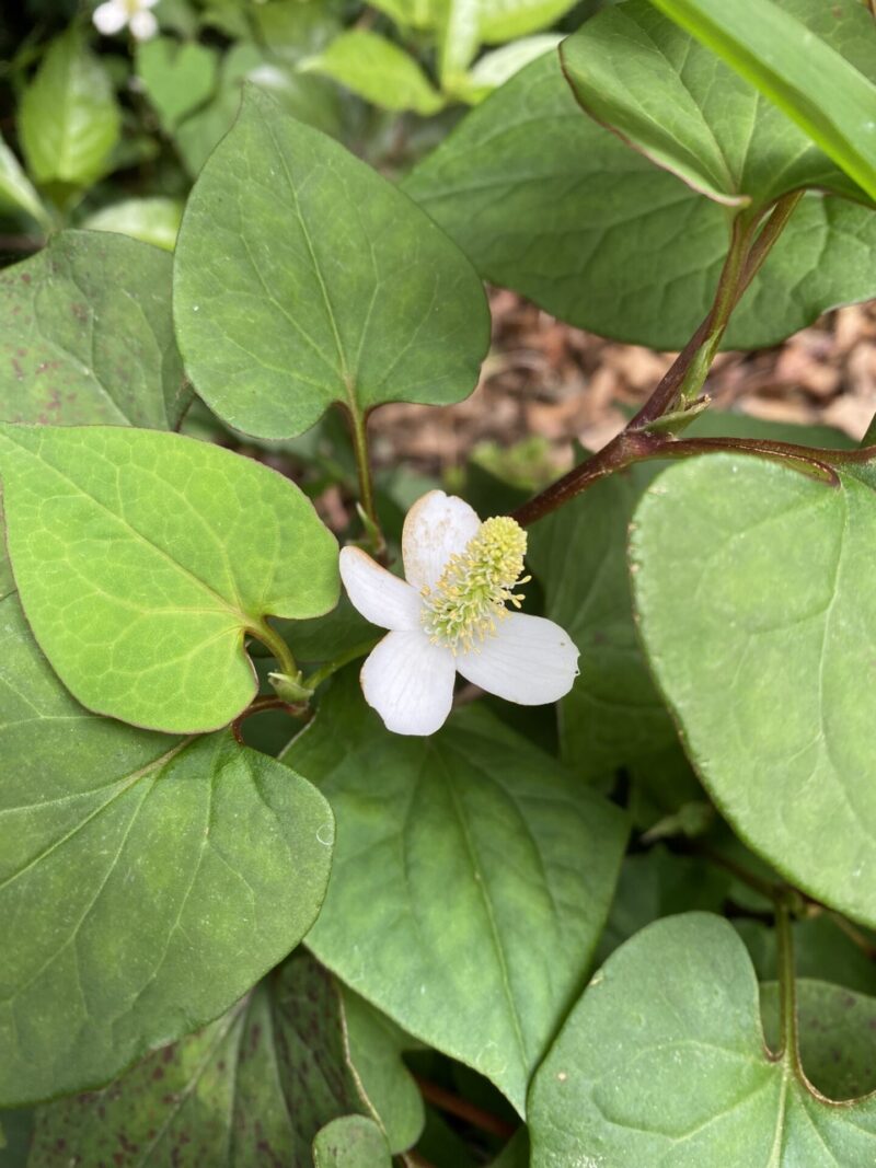 ドクダミで作る天然虫よけ・かゆみ止め - 地のものメディア