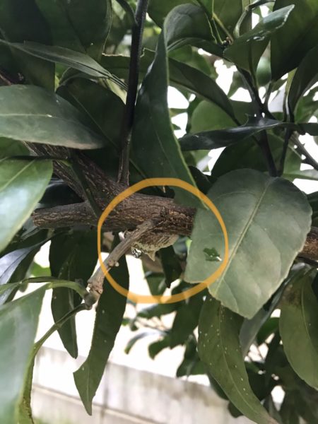 神奈川県衛生研究所 有毒ケムシ類－ドクガとイラガ