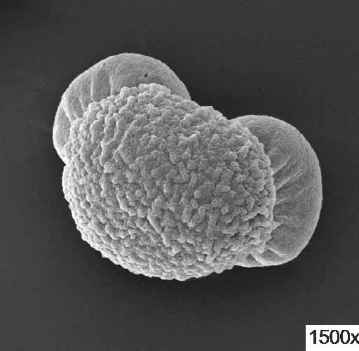 破壁松花粉 松の花粉 100g 無添加100% 松 花粉 粉末 マツ花粉 まつかふん 松花粉 松葉茶 たんぽぽ本舗 : たんぽぽ本舗 - 通販 -Yahoo!ショッピング