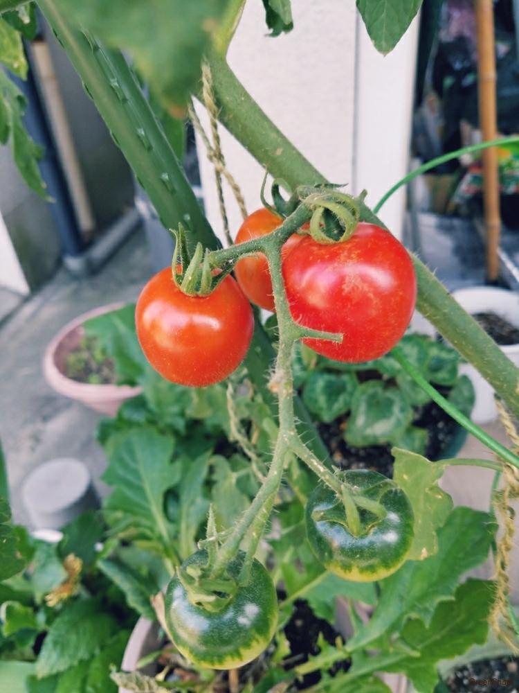 脇芽と間違えて主枝をとっちゃった。大丈夫？水耕栽培Ｑ＆Ａ