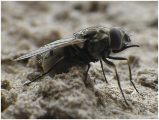 サナ・チョウバエ退治 150gx100未来の環境を創造する 自然の循環を強力に守る サナ