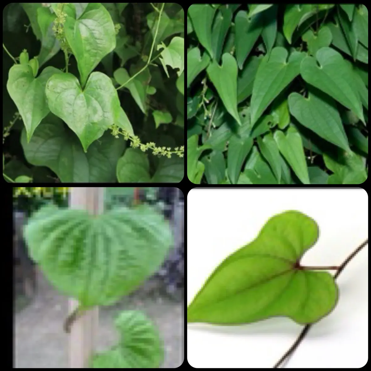 ジネンジョ 自然薯 葉の写真素材 - PIXTA