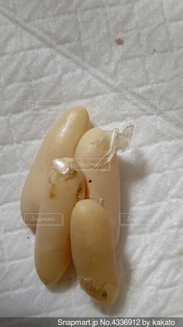 巳 ヘビ 蛇 卵の写真素材 - PIXTA