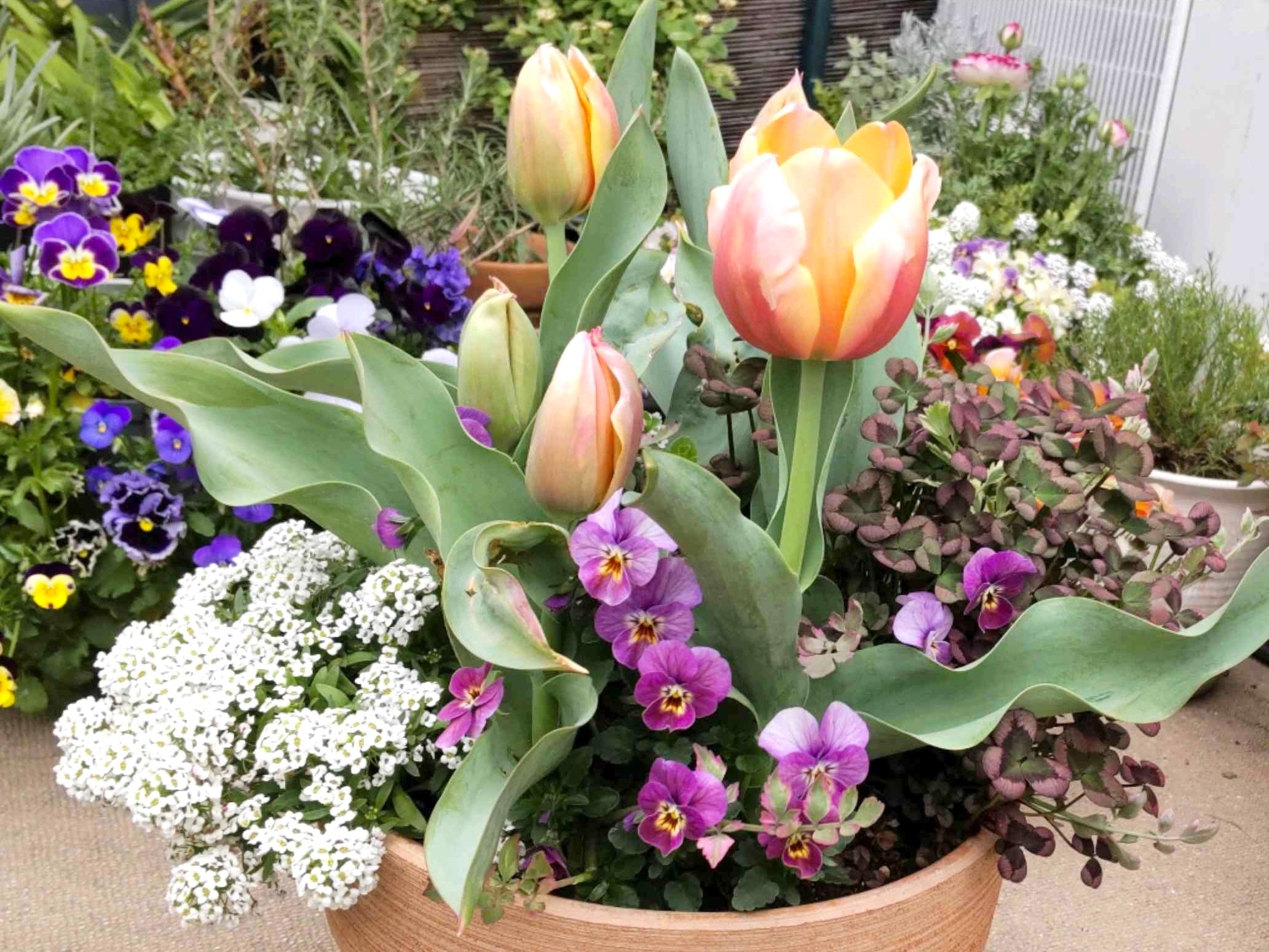 もう咲くかな✨ 2種のチューリップ🌷と パンジー&ビオラの寄せ植え✨ さらにプランターはDAISOさん🪴寄せ植えデザイナー公式チューリップダイソー商品100均プランターパンジービオラ八重チューリップ球根の寄せ植えガーデニングコンテナガーデン