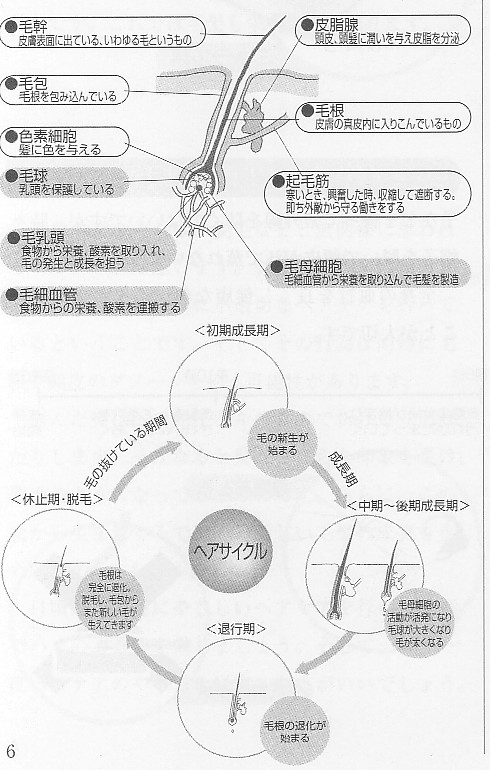 医師が教える ヘアサイクル毛周期 メカニズムは？クリスタル美容外科