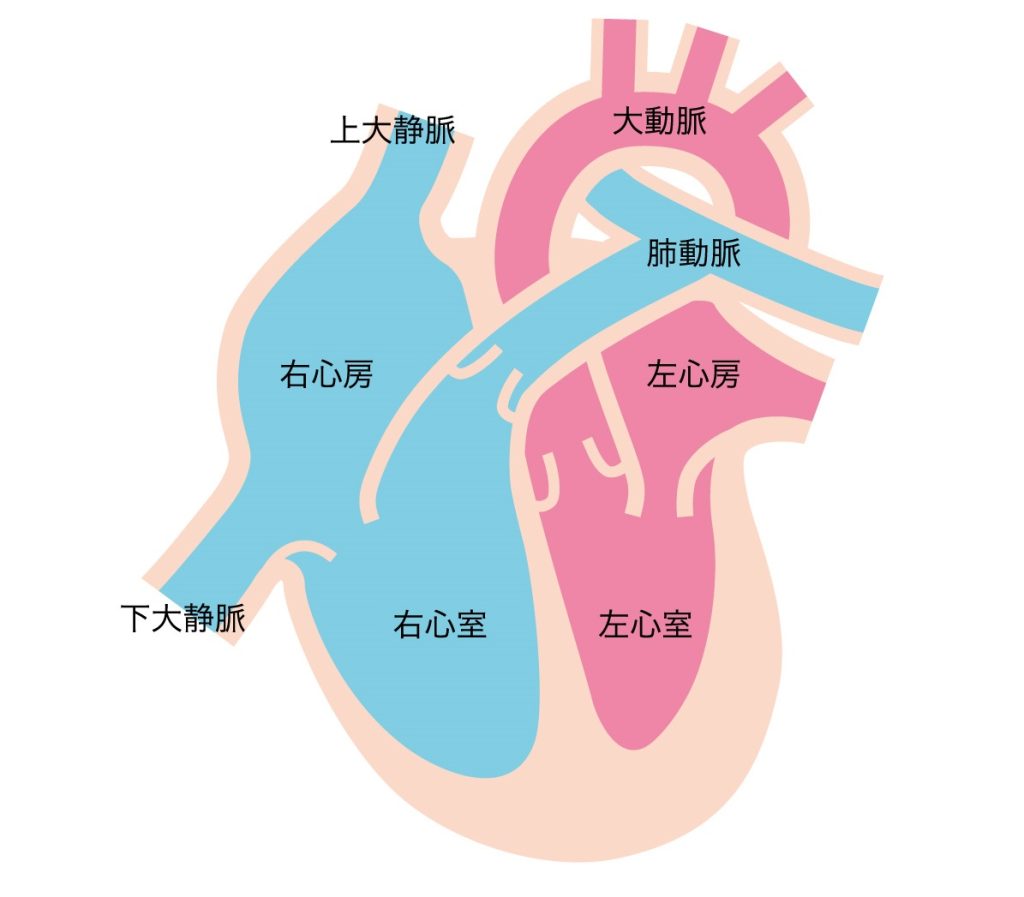 看護師国試対策心臓から出る血管、心臓に入る血管、動脈と静脈の違い