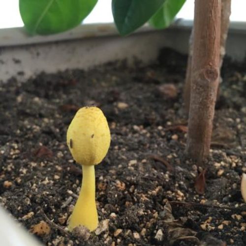 コガネキヌカラカサタケ の特徴と安全な発見方法・対処法を徹底解説！完全ガイドグリーン・サクセサリ