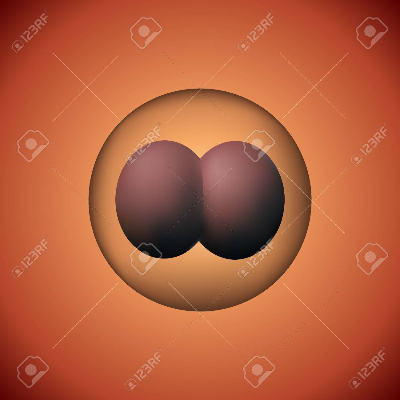 卵子の成長 線画のイラスト素材39693858- PIXTA