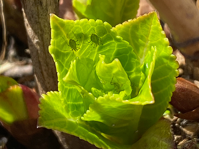 アジサイの葉に黒い斑点が出てきました。日焼けでしょうか？カ 園芸相談Q＆Aみんなの趣味の園芸
