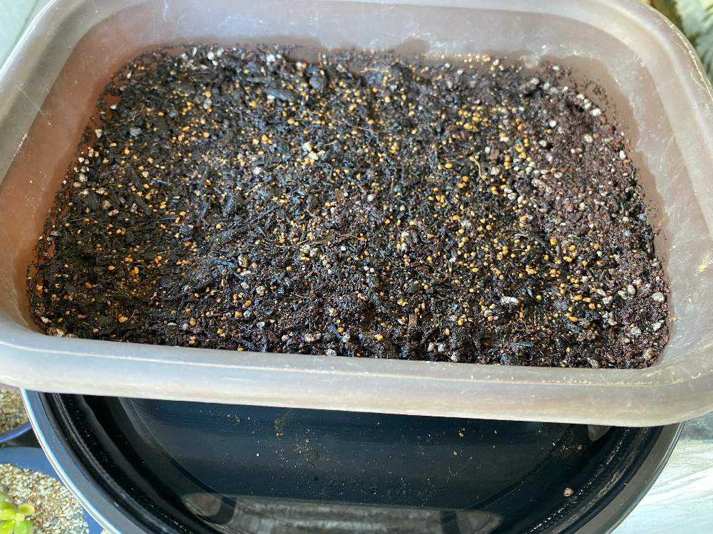 金魚草 ブラックプリンス 種まき39's green note