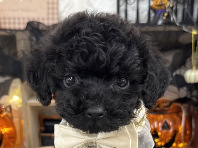 静岡県のトイプードル男の子・2025 04 06生まれ・ブラックタン 子犬ID：392377 ブリーダーナビ