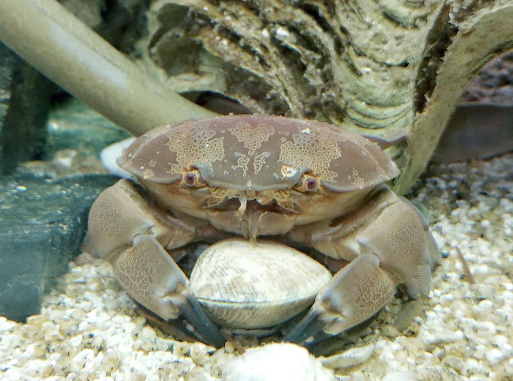 食べるな危険！猛毒を持つ3大毒ガニカラパイア