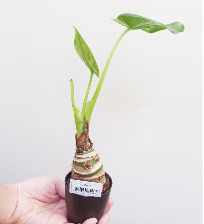 挿し木できるものとできないものがあるのはなぜ？│コカネット