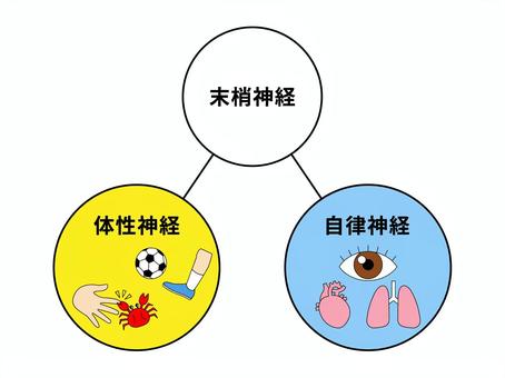HTMLoutput Level7-201710 神経 7級神経系 総論 全体像 中枢神経系と末梢神経系一歩一歩学ぶ生命科学