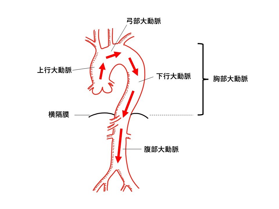自治医科大学 外科学講座 心臓血管外科部門