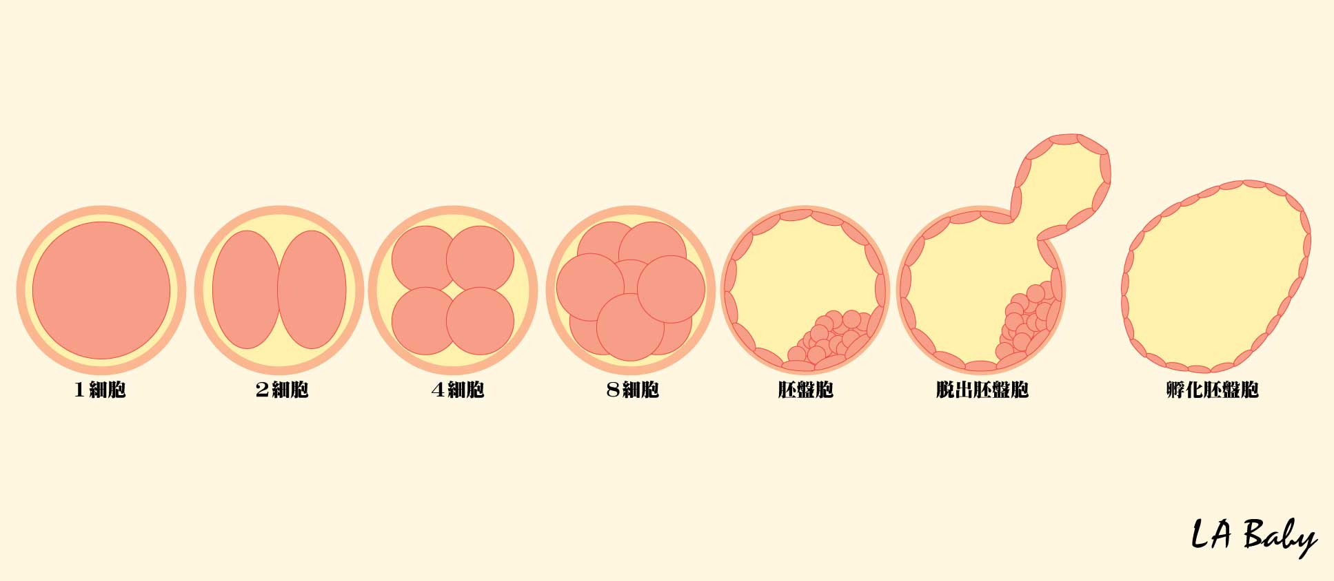 培養 分割期胚から桑実胚、胚盤胞へにしたんARTクリニック