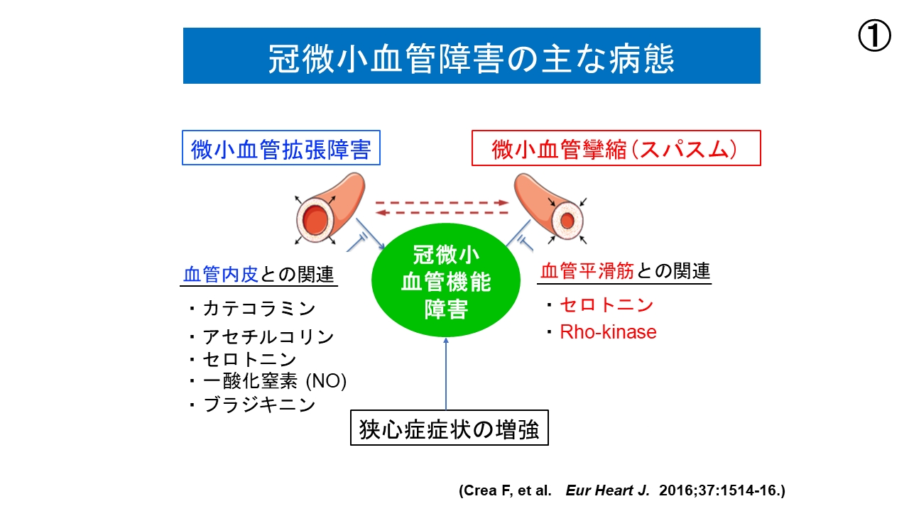 有効成分の静脈血管叢 じょうみゃくけっかんそう エキスの働きヘモリンド
