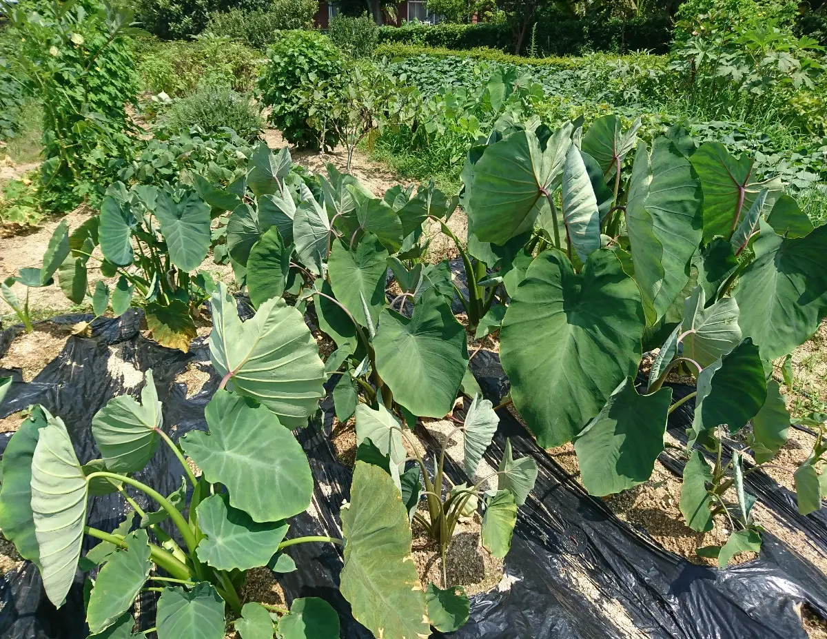 サトイモは、葉は枯れても地中では生きているのですか？ - サトイモは、越冬- Yahoo!知恵袋